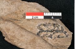 Foto (Detailansicht) von Sequoia hardtii Endl. (NHMW-GEO-2024-0188-8240)